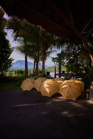 Row of beige umbrellas lined up under palm trees with mountain view in background.
