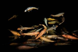 Colorful tropical fish swimming in dark water creating an artistic underwater scene.