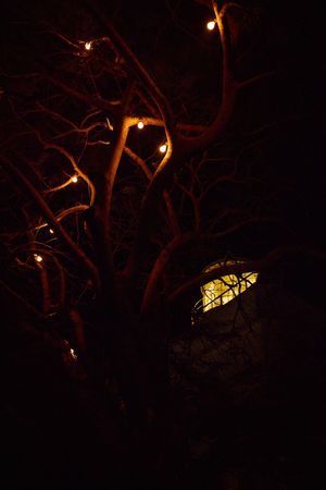 Tree branches silhouetted against night sky with glowing lights and lantern.