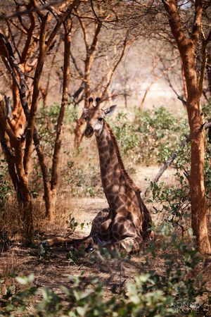Giraffe resting in shaded woodland area surrounded by acacia trees.