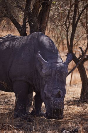 Close-up of a wild rhinoceros grazing in a wooded area during dry season.