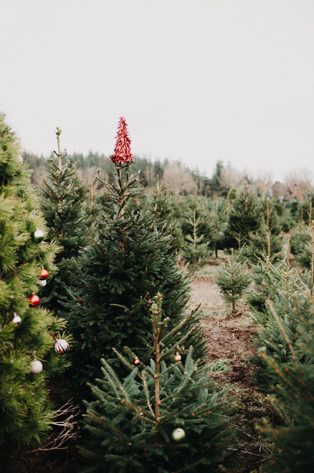 A decorated tree at Galway Christmas tree farm
