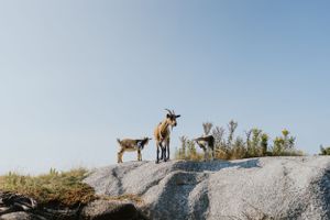 Nova Glamping Elopement, Nova Scotia, Halifax Photographer, Ontario Photographer, Destination Elopement Photographer