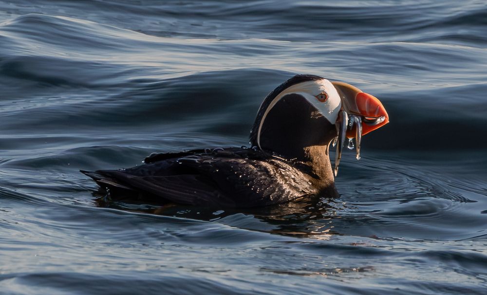 A Tuffted puffin bobs on dark cobalt blue water with a fresh catch of small fish hanging from it's bright orange beak.