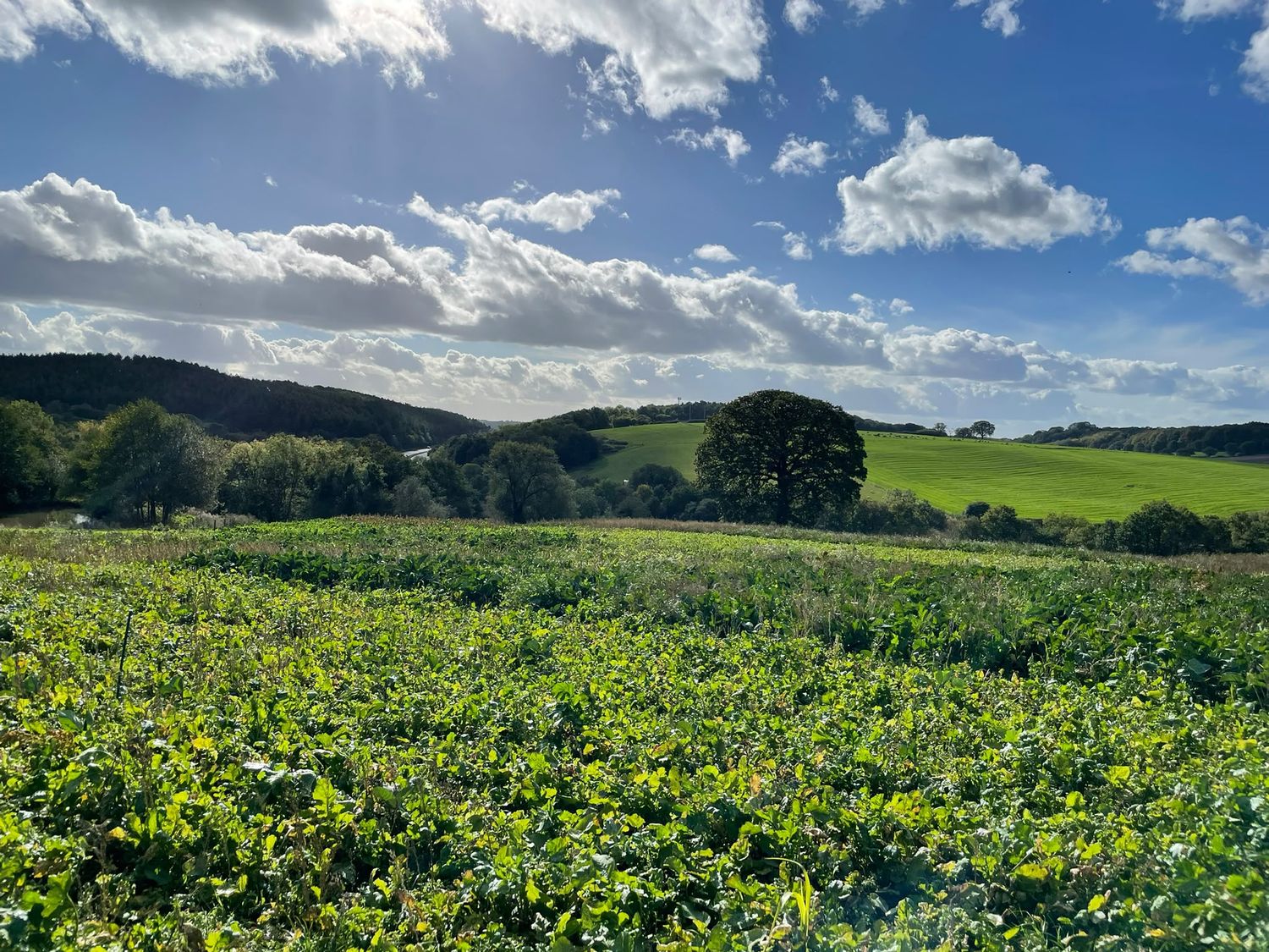 Gundog training near Wales