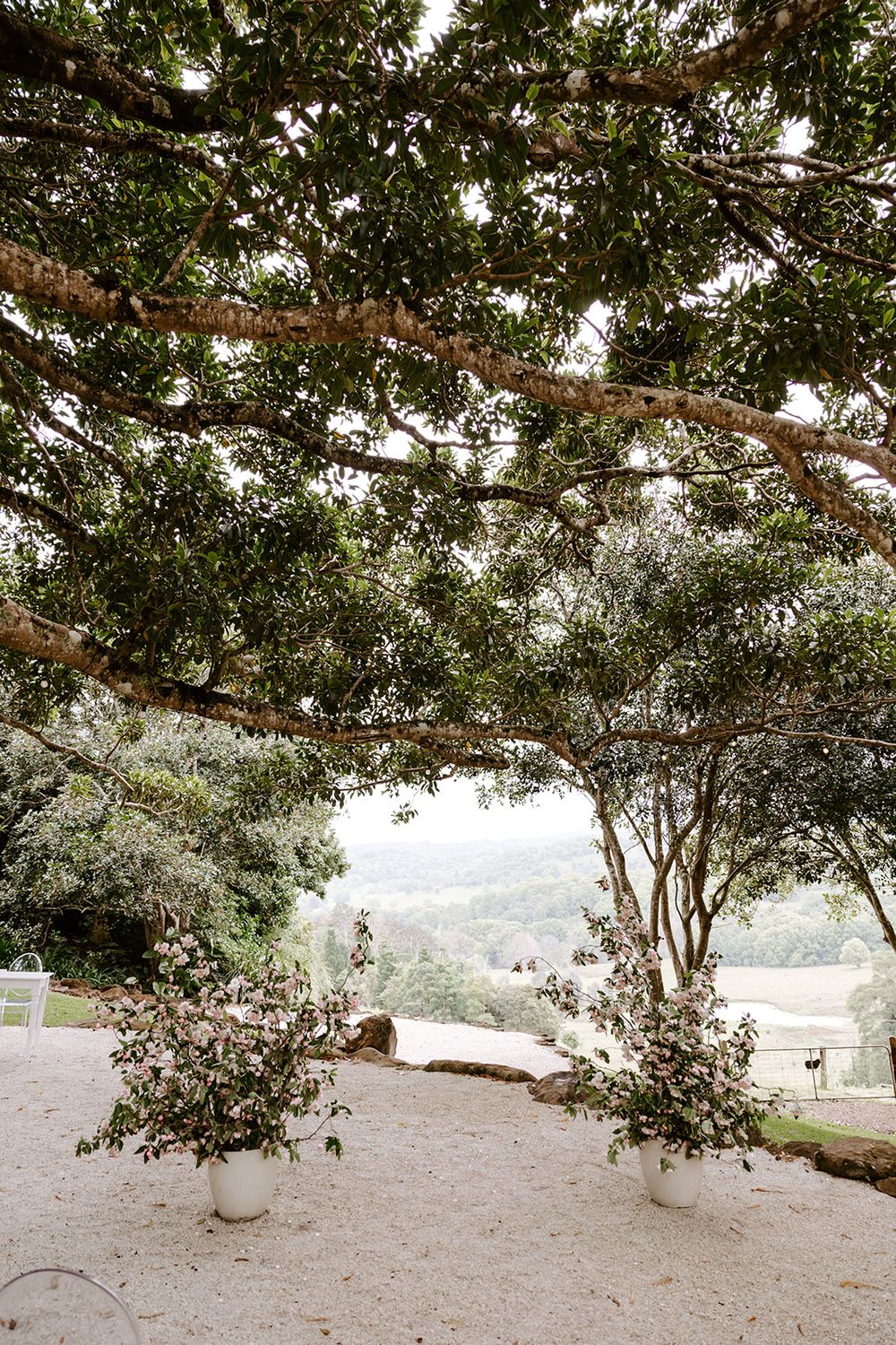 A scenic panoramic view of a tree-lined pathway with white planters and natural landscaping.