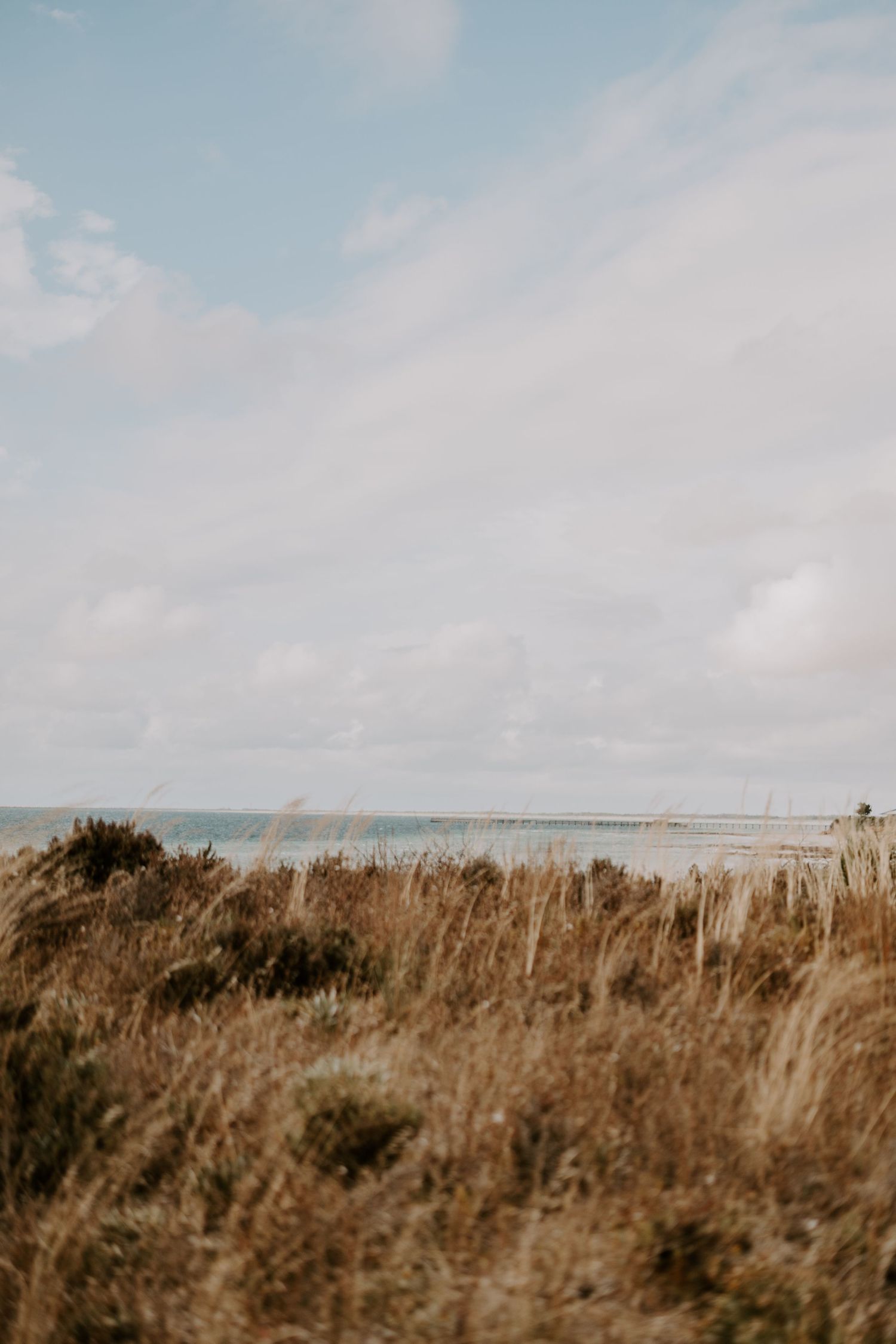 Coastal landscape with tall grasses and ocean view under light clouds.