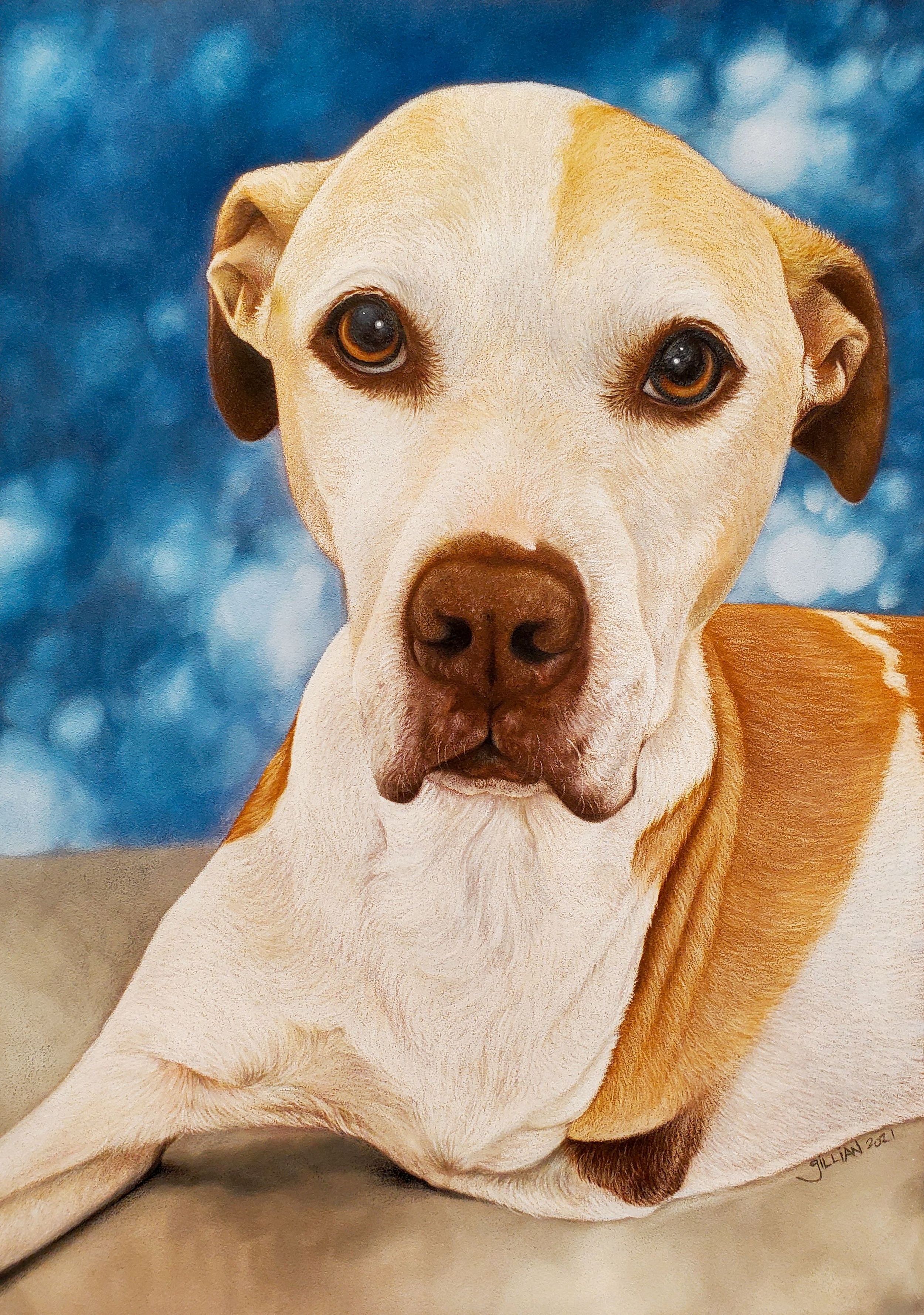 Portrait of a tan and white mixed breed dog with gentle brown eyes against a blue background.