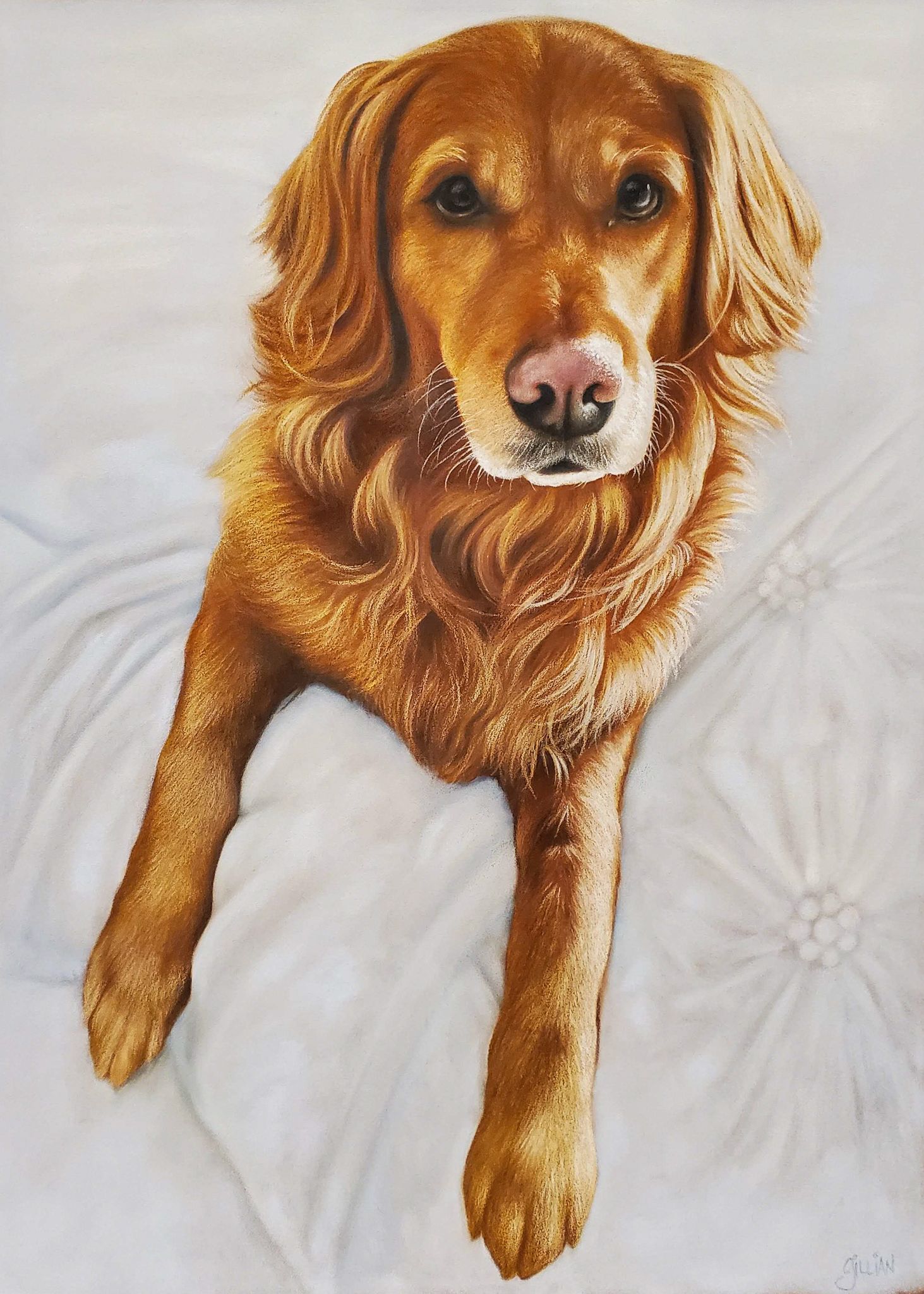 Portrait of a golden retriever lying on white bedding with flowing fur and gentle expression.