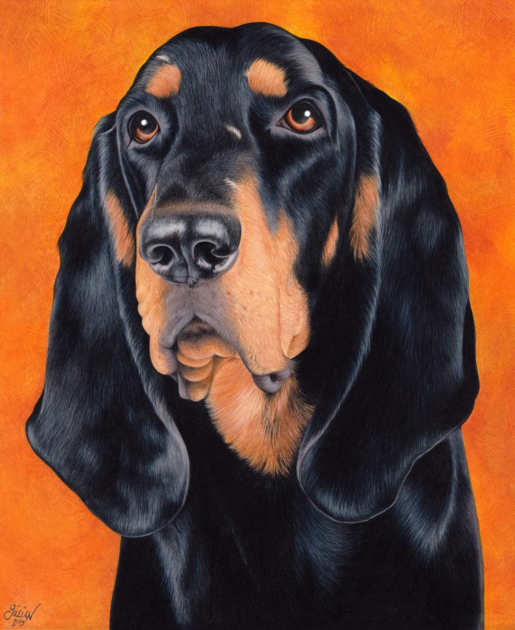 Portrait of a Black and Tan Coonhound with long ears against a vibrant orange background.