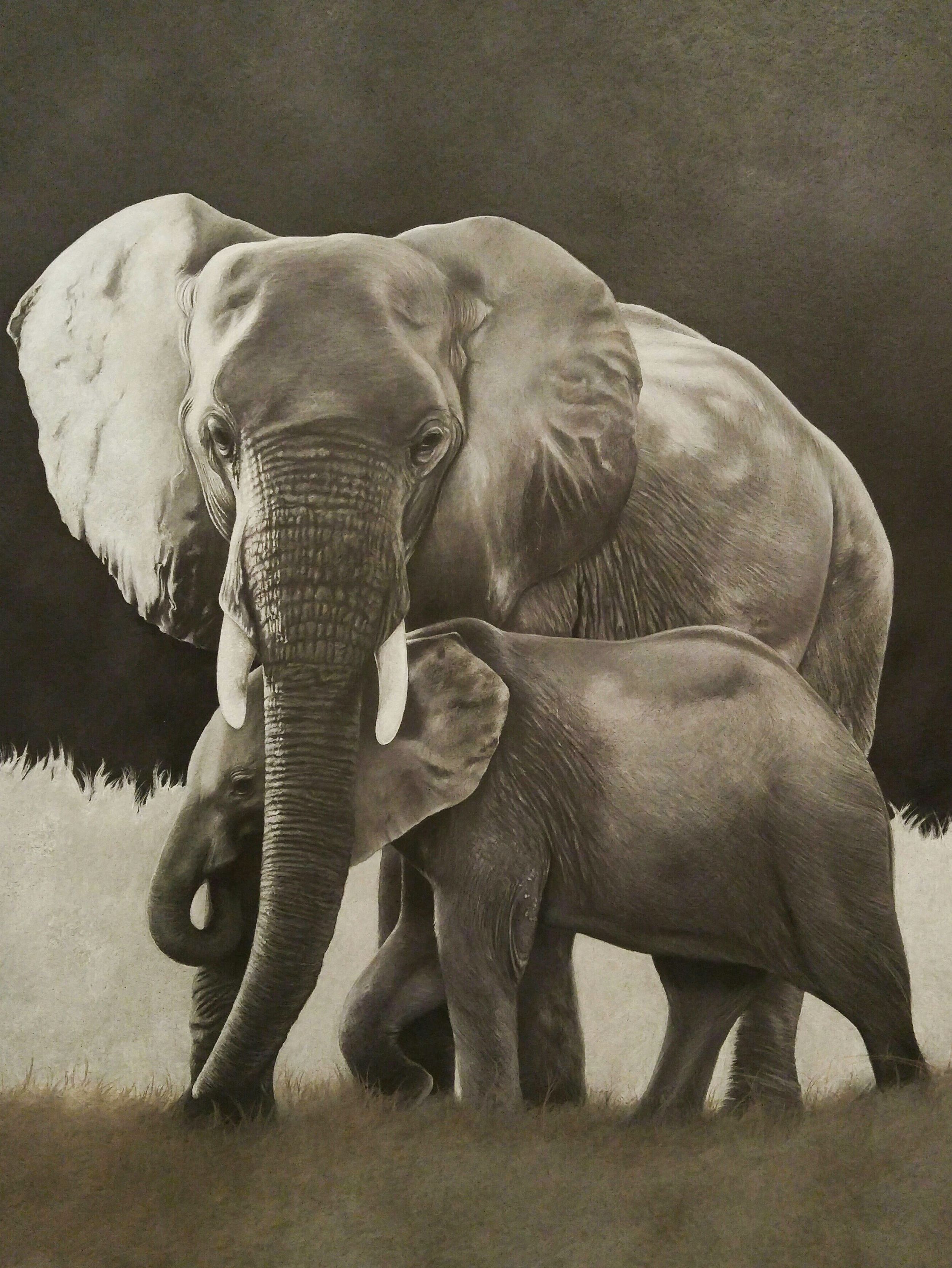 Black and white drawing of African elephants showing a protective mother with her baby.