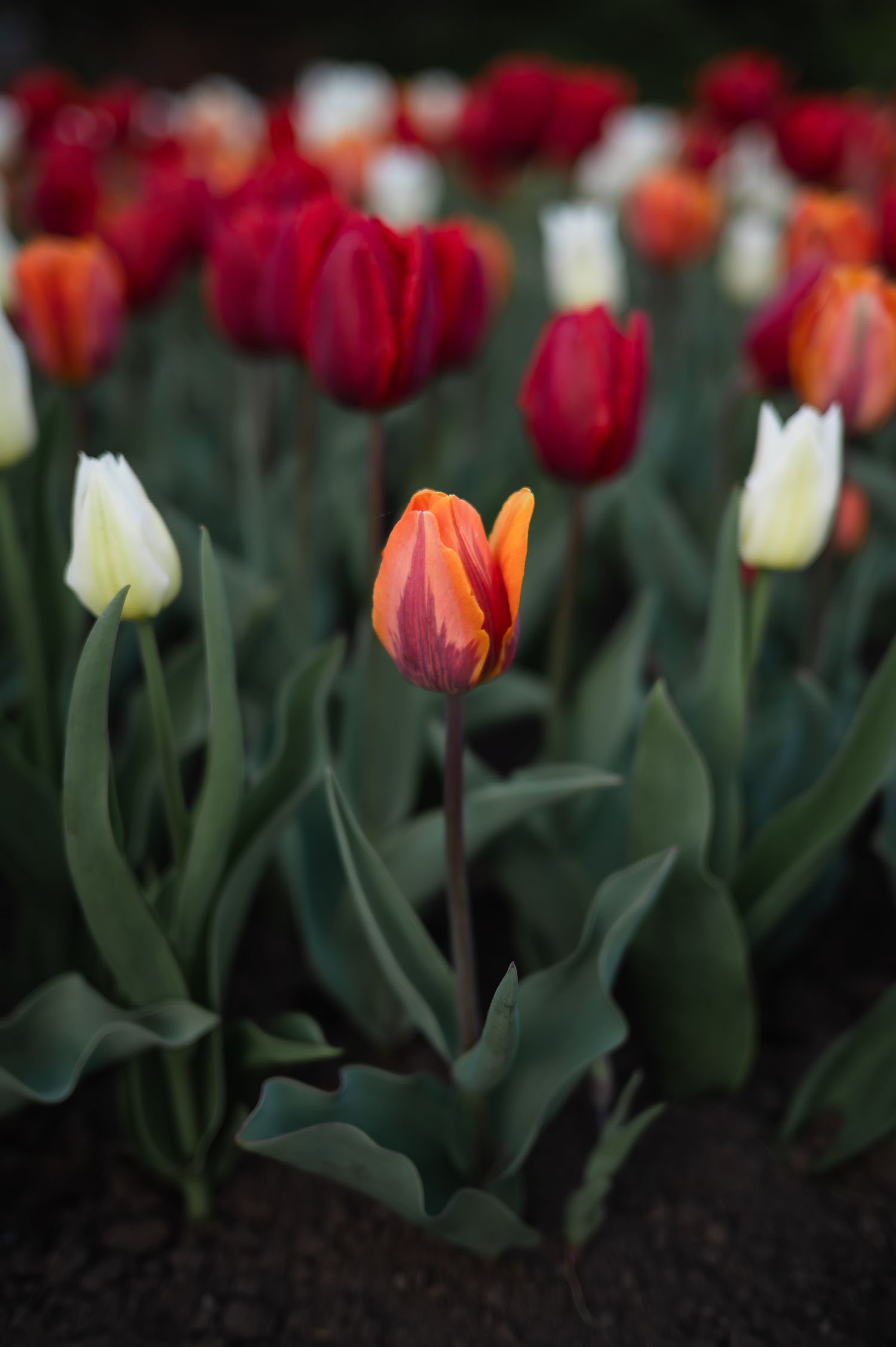 Close-up of orange and red tulips with lush green leaves in a garden bed.