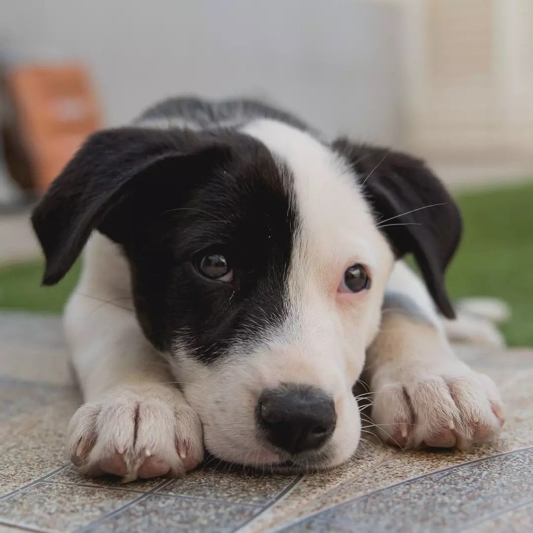 Sky cachorra