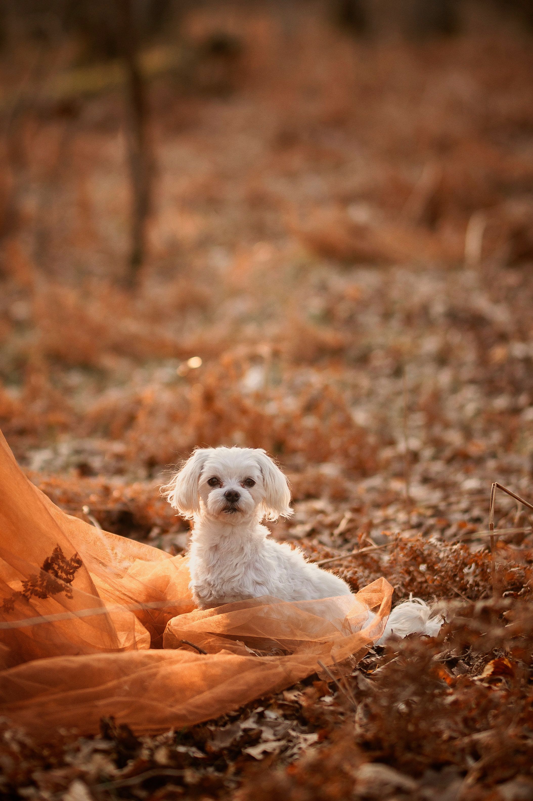 A small white Maltese puppy sits on an orange fabric backdrop against a brown autumn background.