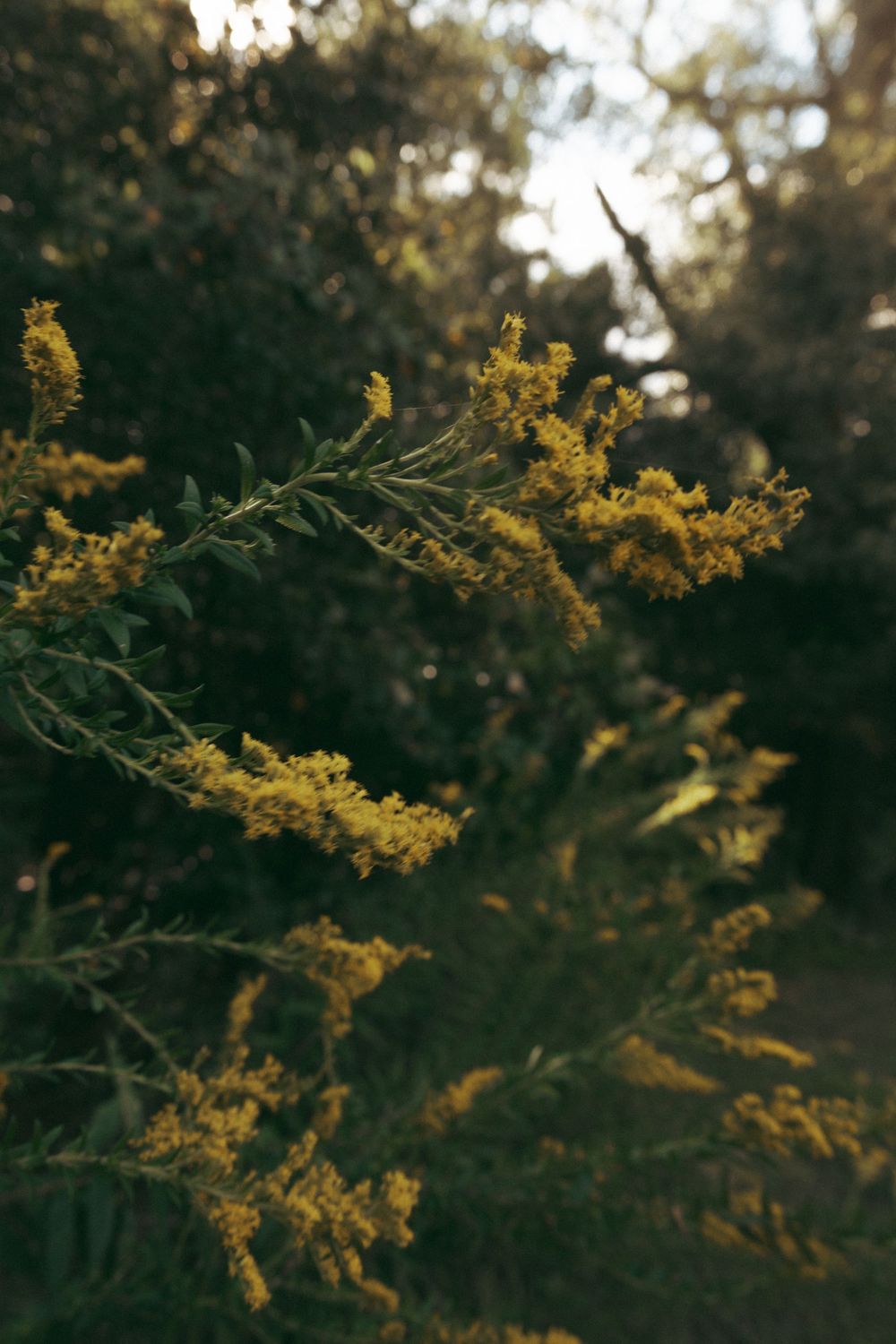 Golden yellow goldenrod flowers bloom against a dark forest backdrop in evening sunlight.