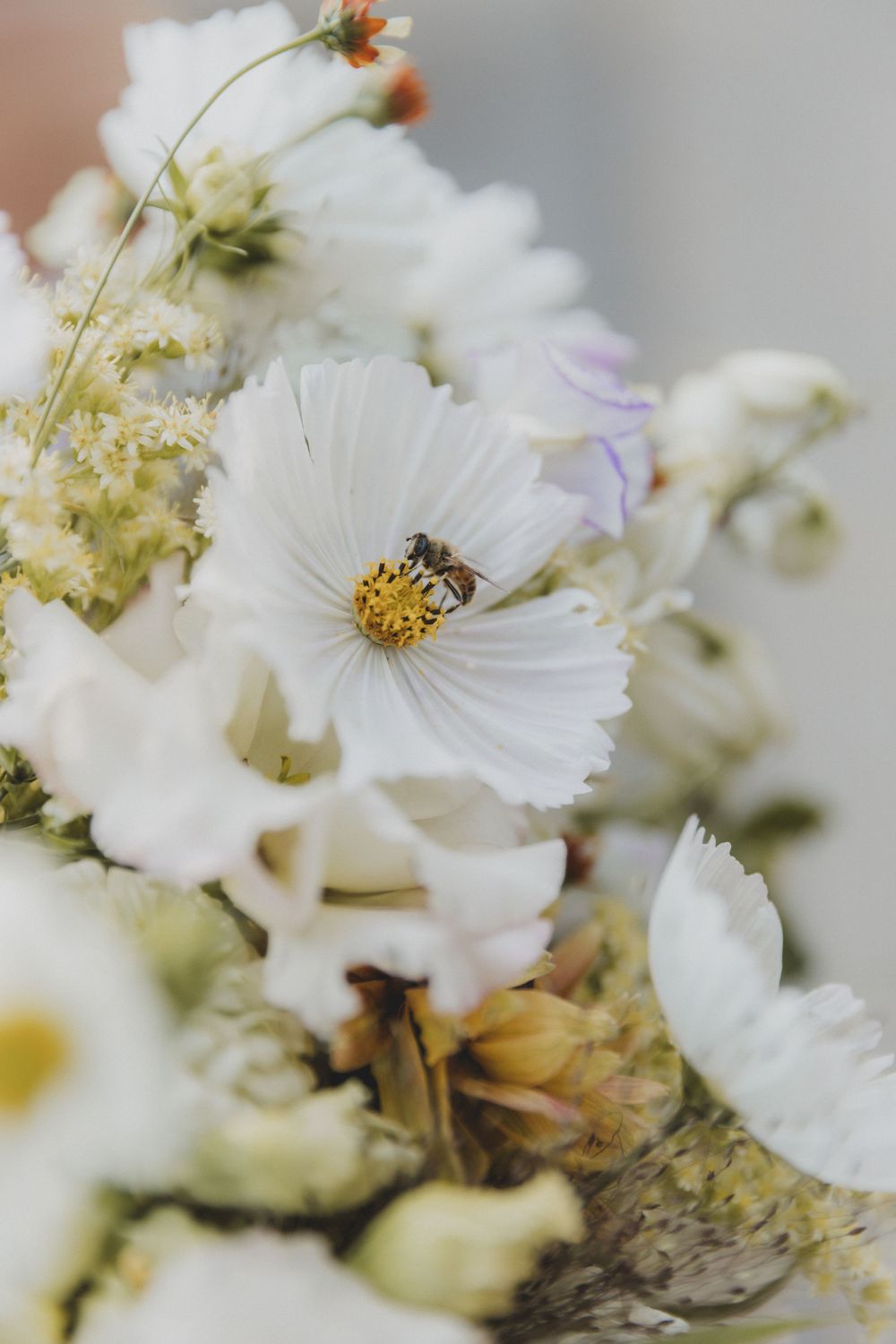 Delicate white cosmos flowers with soft petals in macro detail against blurred background.