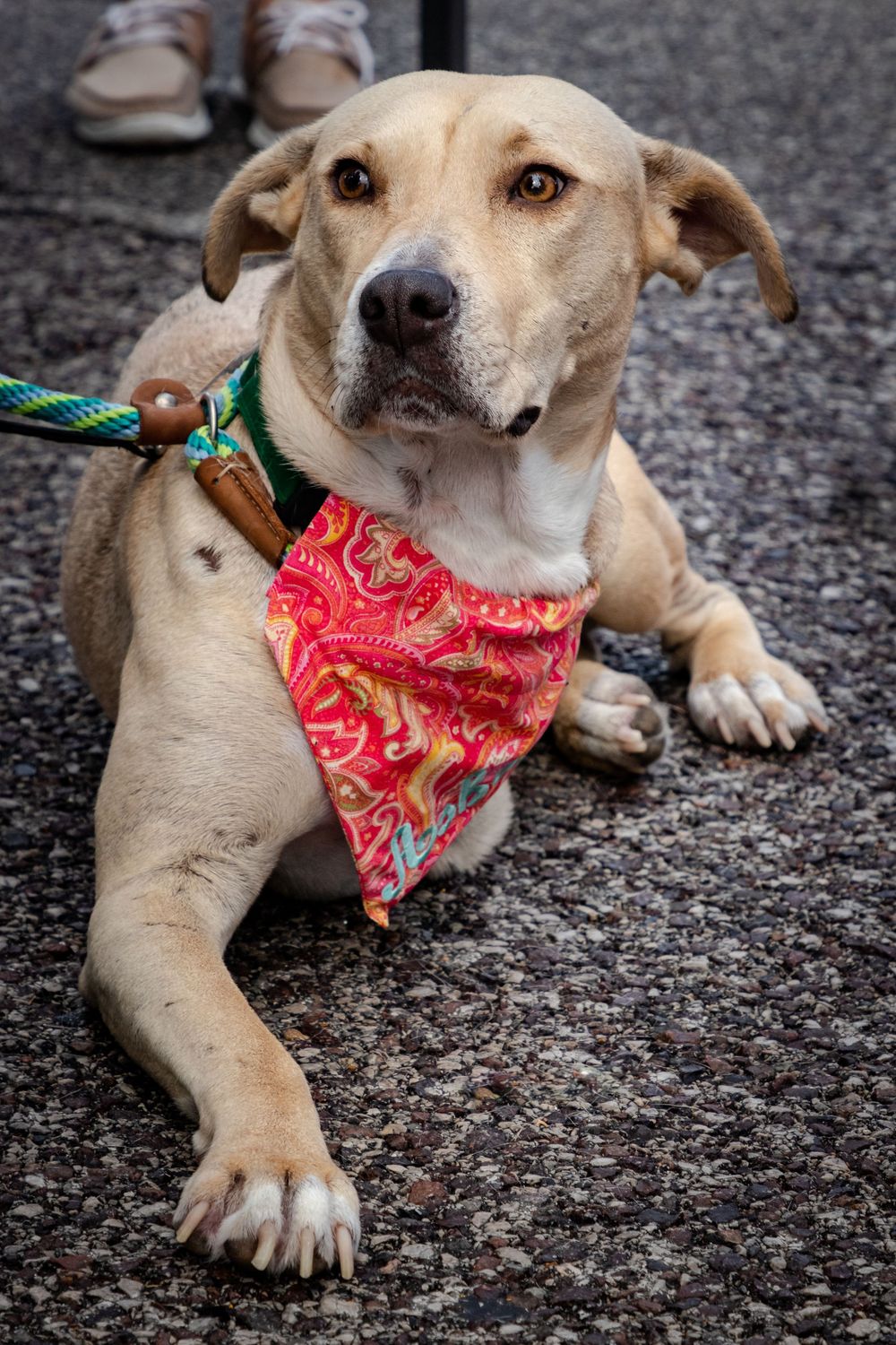 Adorable tan dog wearing red bandana lying on pavement with playful expression. live event photography st louis.