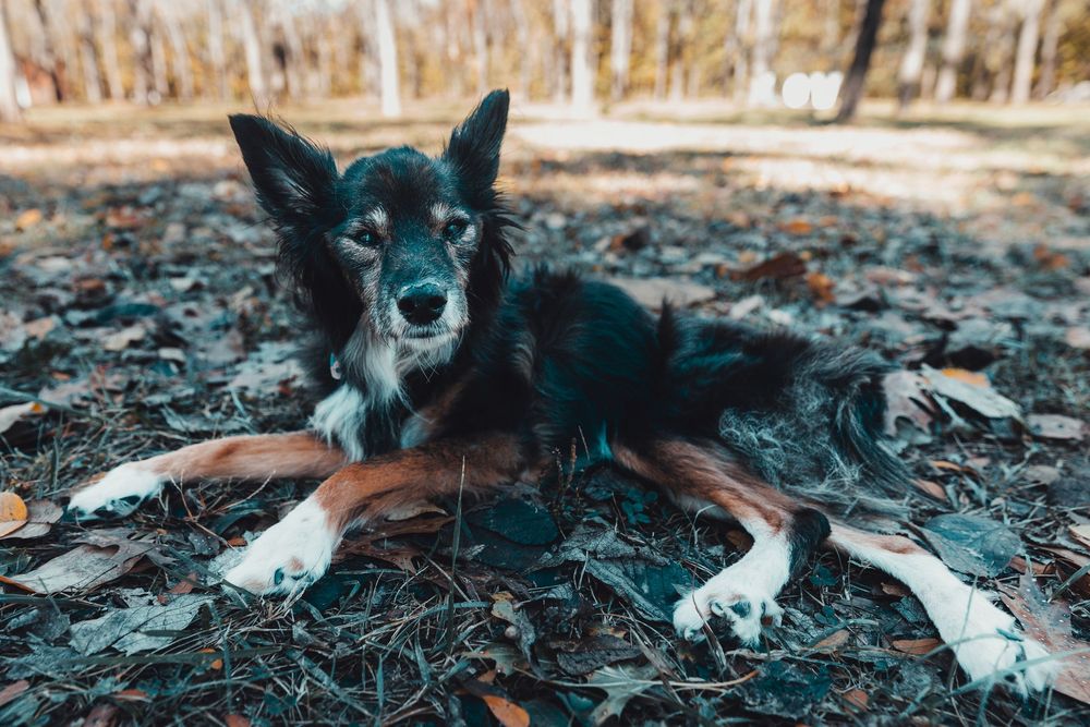 Close-up portraits of black and white dog lying on ground in natural setting. photography st louis
