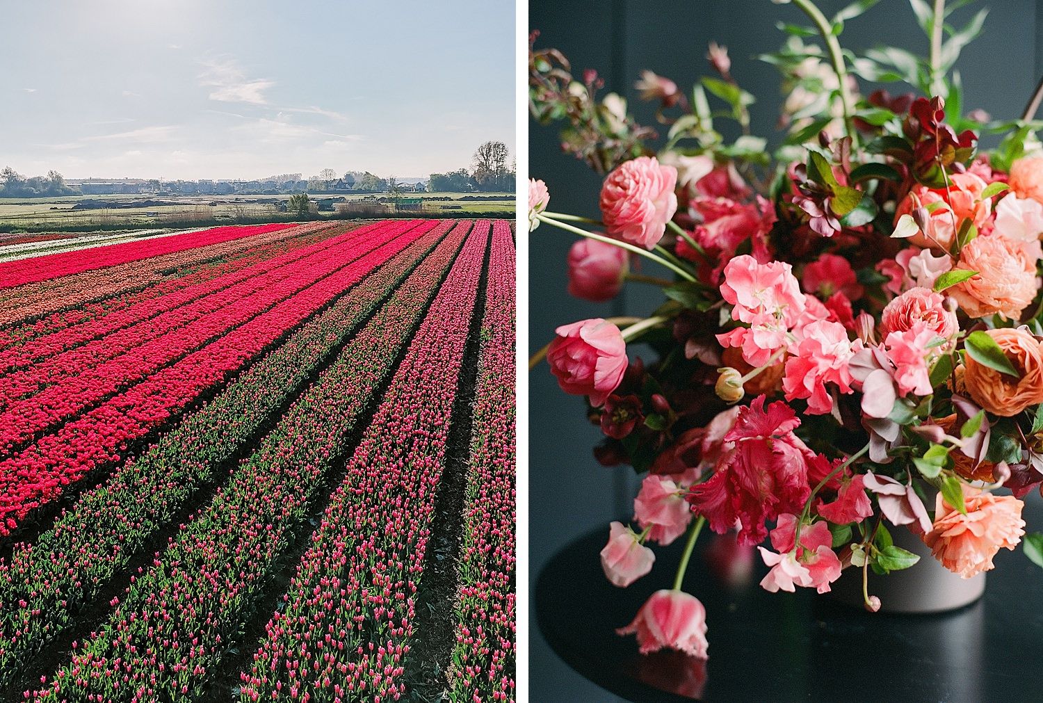 Vibrant rows of red and pink tulips stretch across vast flower fields in the Netherlands during spring bloom season.
