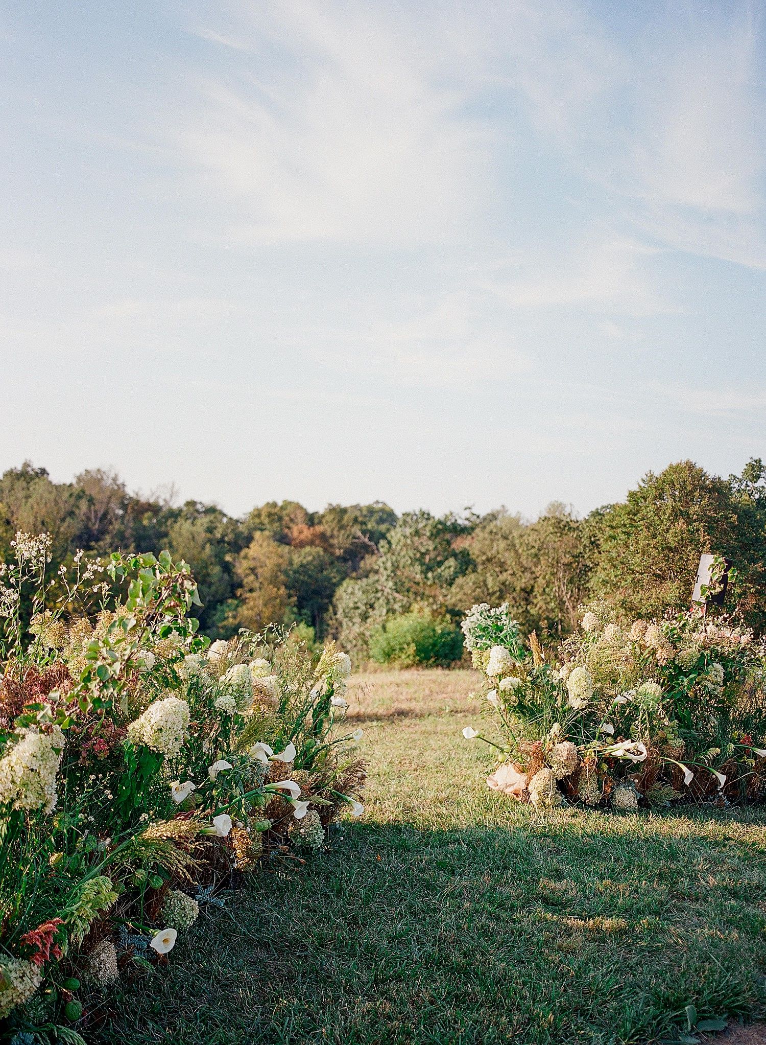 Panoramic view of prickly pear cactus plants growing in a green field with autumn trees in the background.