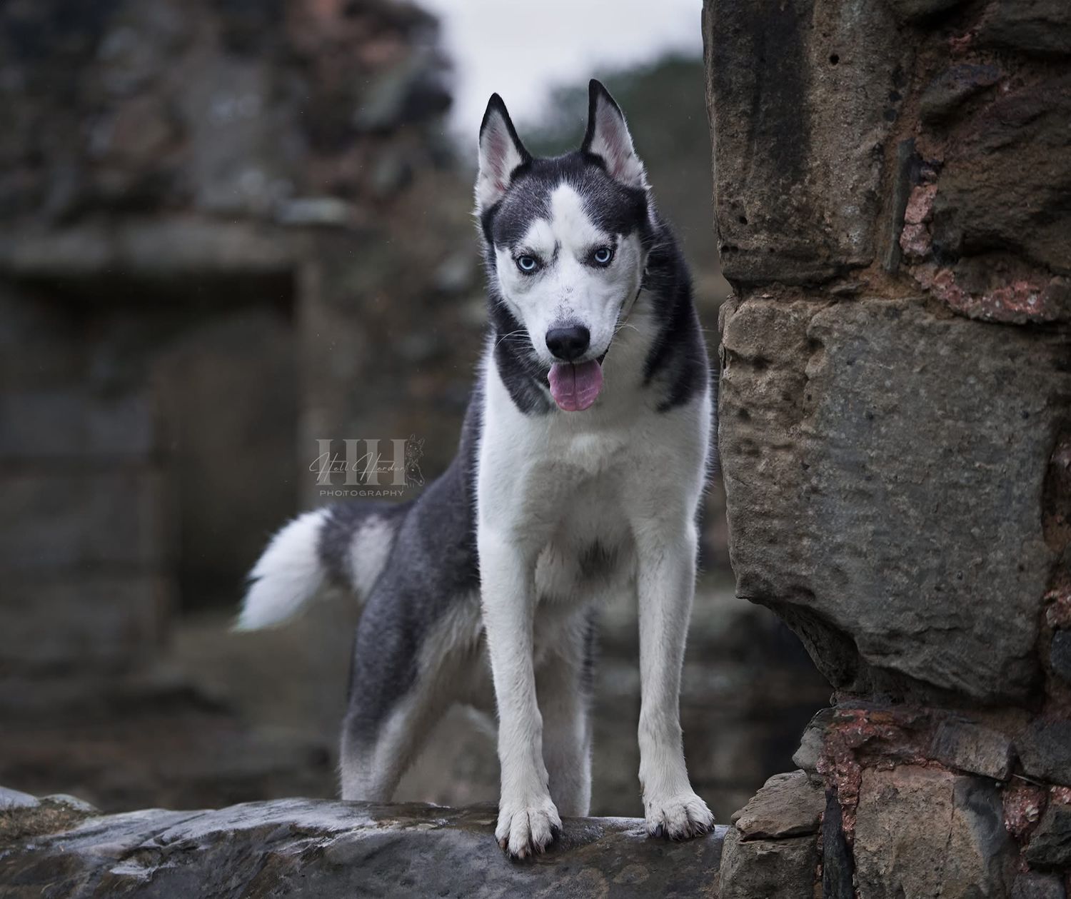 A Husky puppy sits on stone steps looking directly at the camera.