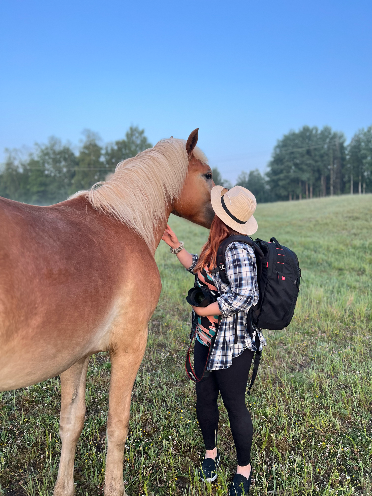 Finnhorse standing in a grassy field with someone wearing a plaid shirt and backpack.