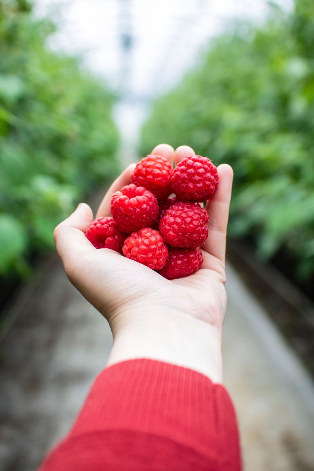 Fresh red raspberries held in a palm wearing a red sleeve against a blurred greenhouse background.