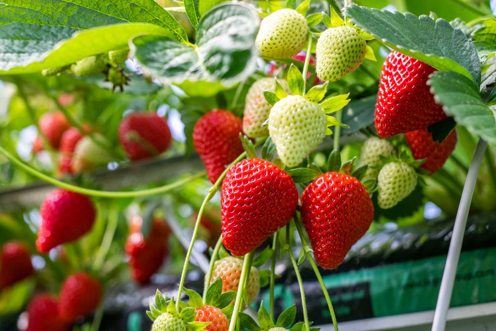 Fresh strawberries in various stages of ripeness growing on plants with green leaves.