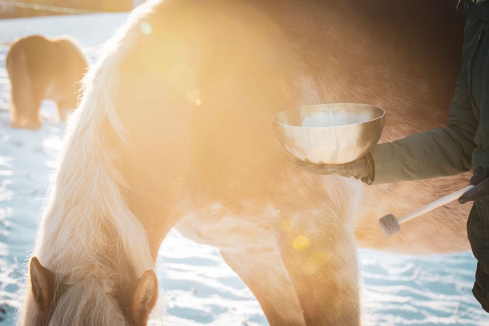 Sunlit close-up of horse being groomed in winter, with steam visible in cold air.