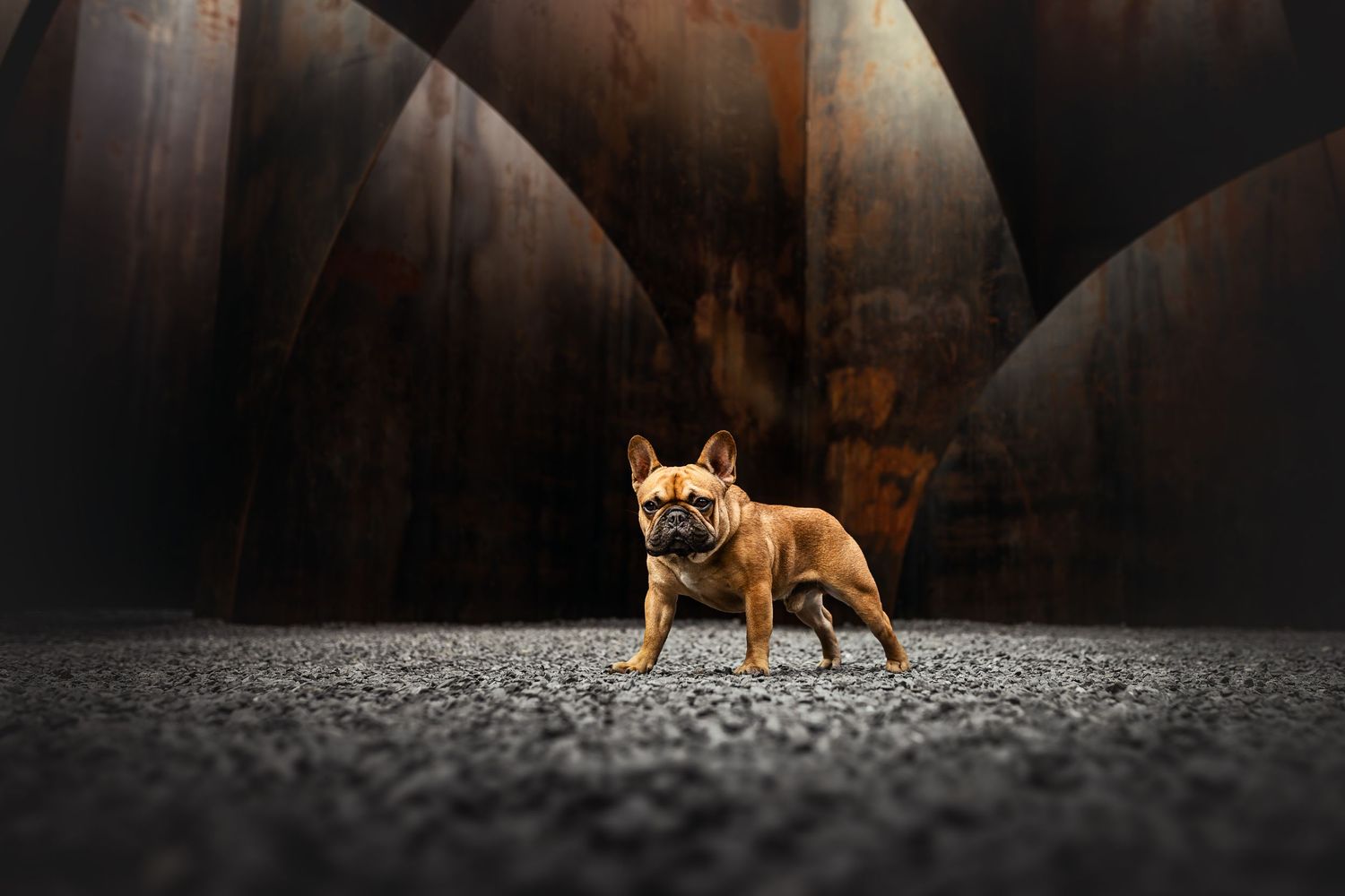 French Bulldog stands alert in dark industrial setting with dramatic curved metal walls.