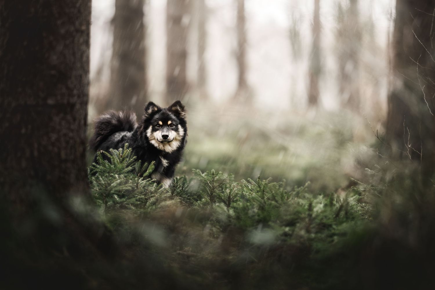 Black dog peering through misty forest undergrowth.