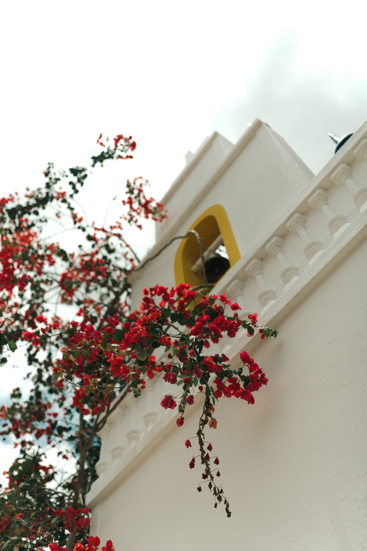 Red bougainvillea flowers cascade against a white colonial building with yellow trim.