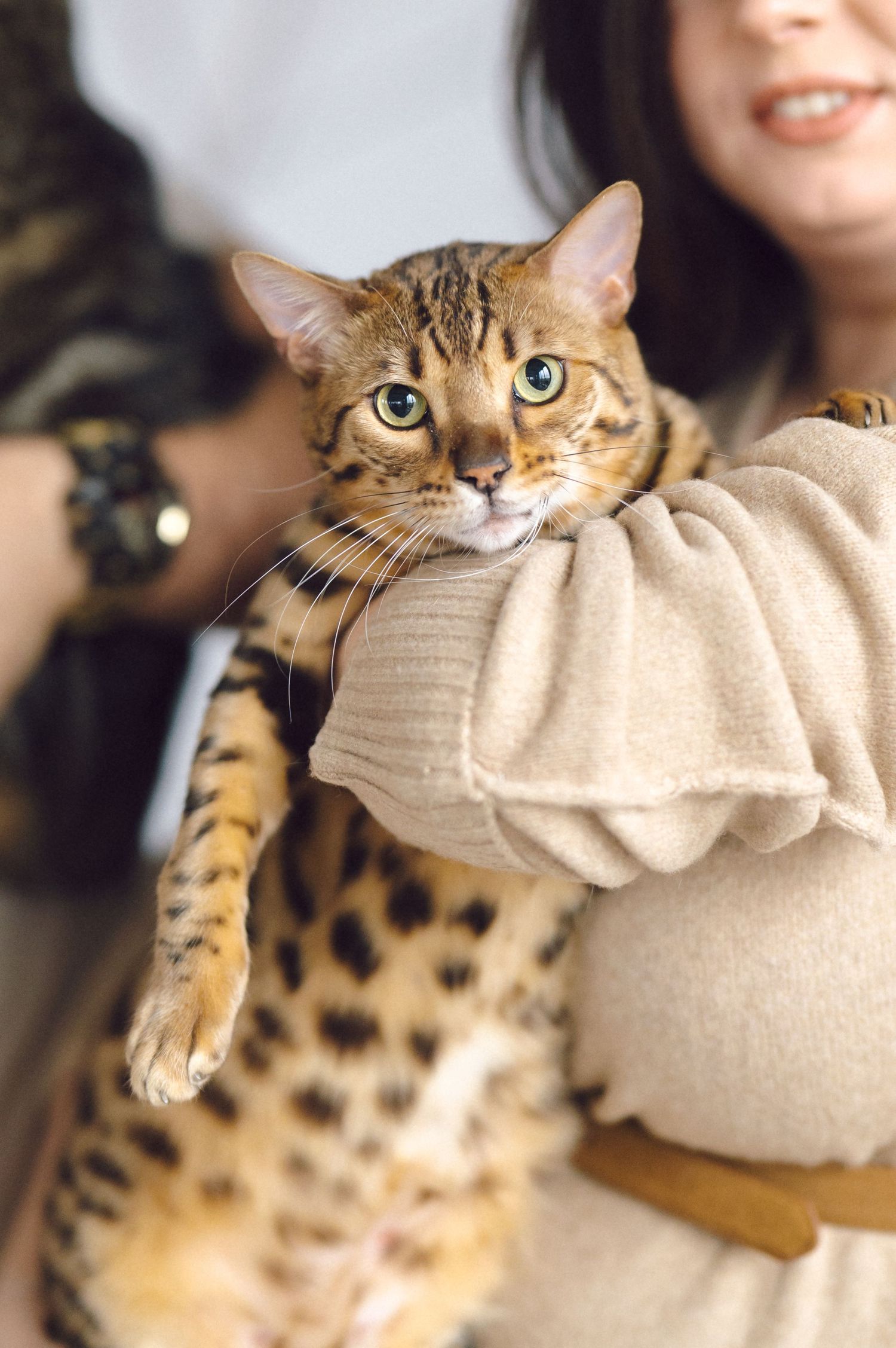 Spotted Bengal cat playfully bites and attacks a beige sweater sleeve in a series of action shots.