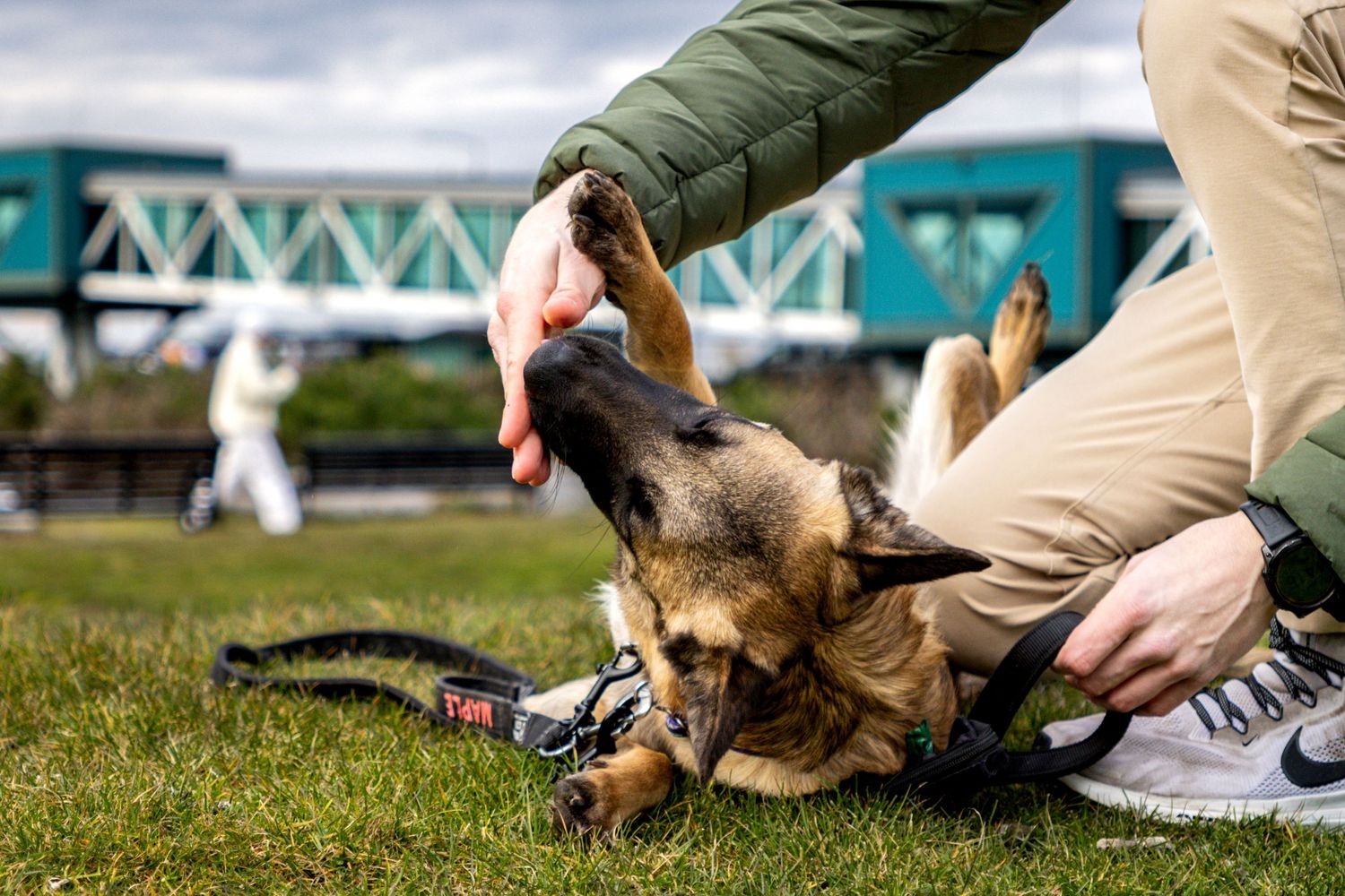 German Shepherd dog performs roll over trick on grass during training session.