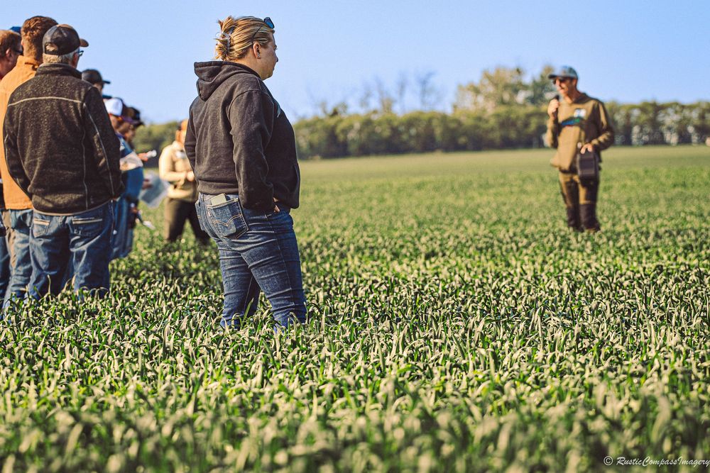 Farmers survey a green  crop field during early spring growth to assess plant development and field conditions.