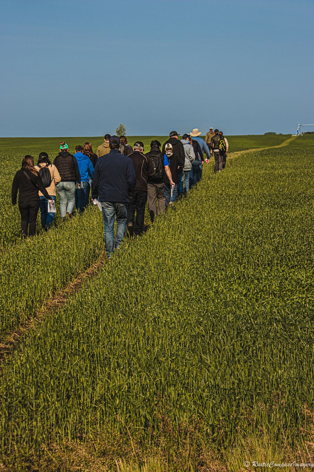 A group of people walking through a green agricultural field during what appears to be a field tour or inspection.