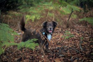 Barnsley, dog photography, woodland, autumn
