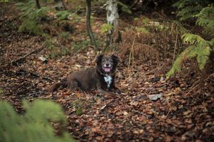 Barnsley, dog photography, woodland, autumn