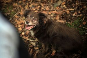 Barnsley, dog photography, woodland, autumn