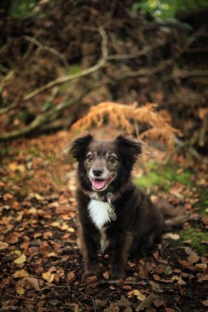 Barnsley, dog photography, woodland, autumn