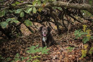Barnsley, dog photography, woodland, autumn