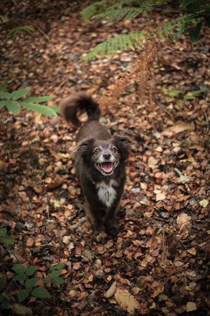 Barnsley, dog photography, woodland, autumn