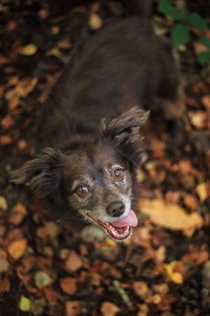 Barnsley, dog photography, woodland, autumn