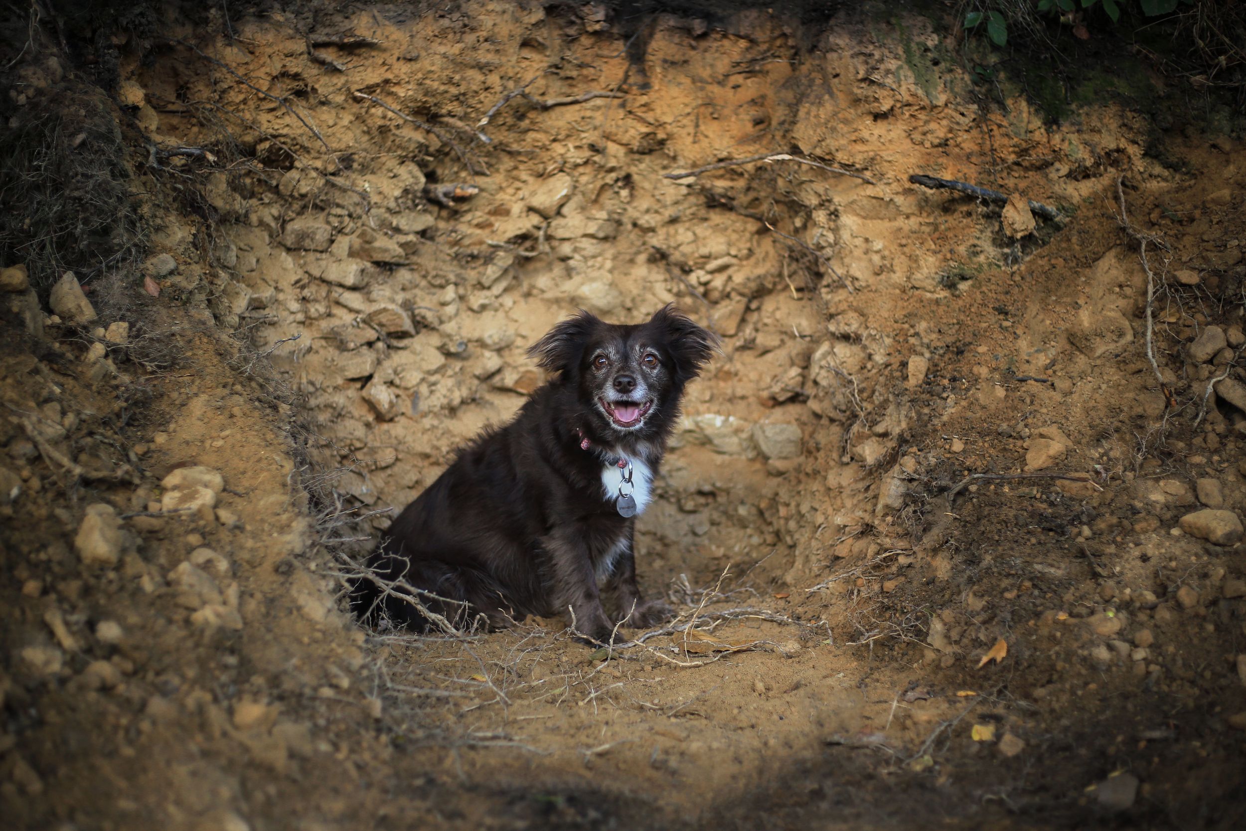 Barnsley, dog photography, woodland, autumn