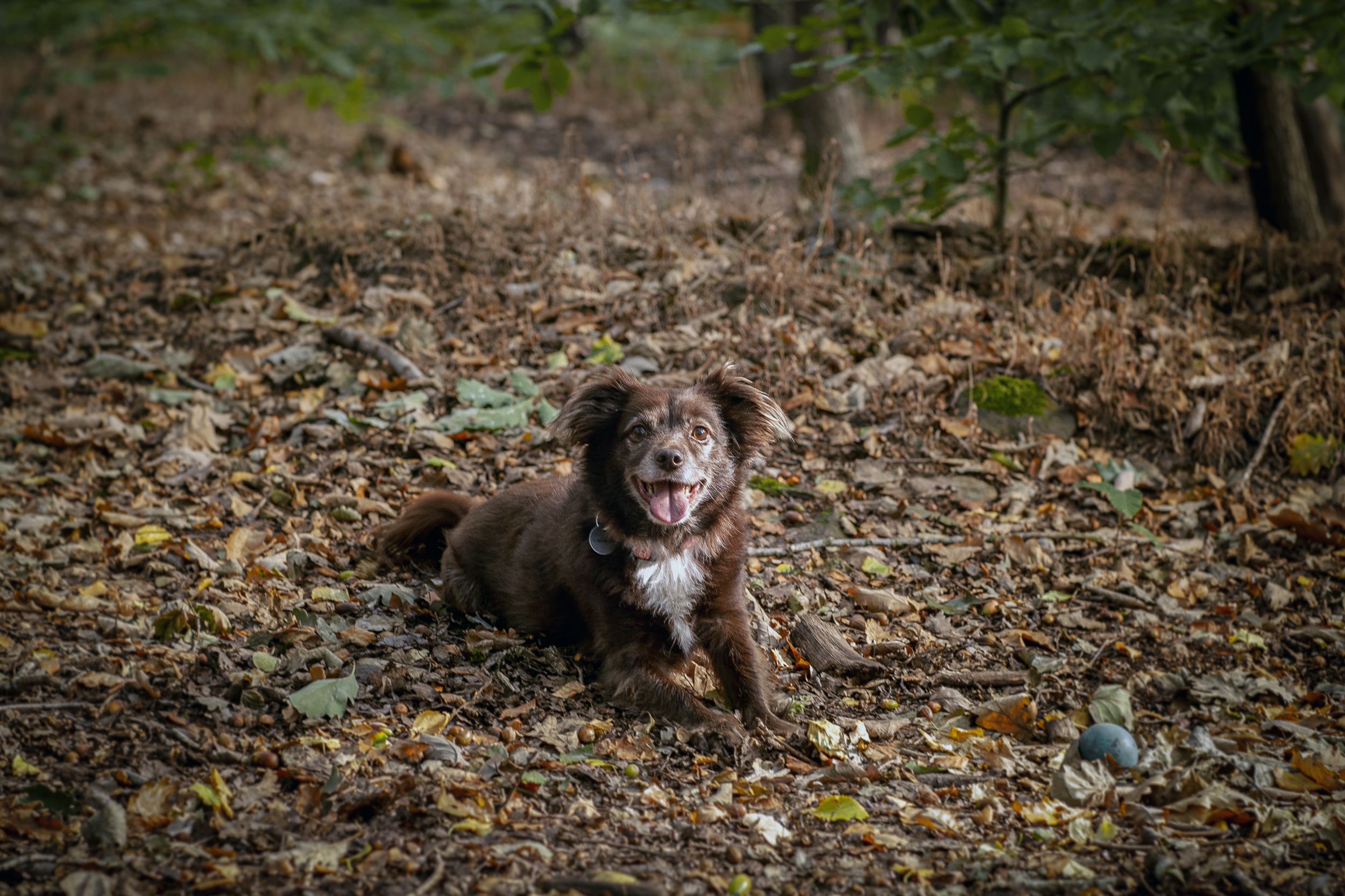 Barnsley, dog photography, woodland, autumn