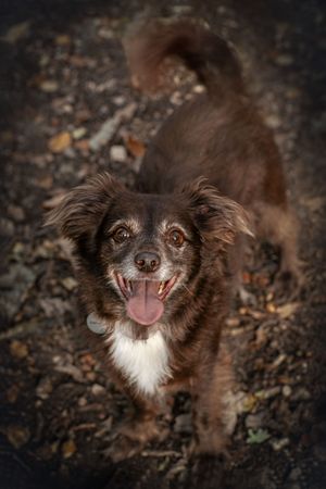 Barnsley, dog photography, woodland, autumn