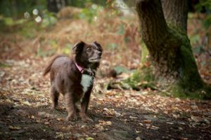 Barnsley, dog photography, woodland, autumn