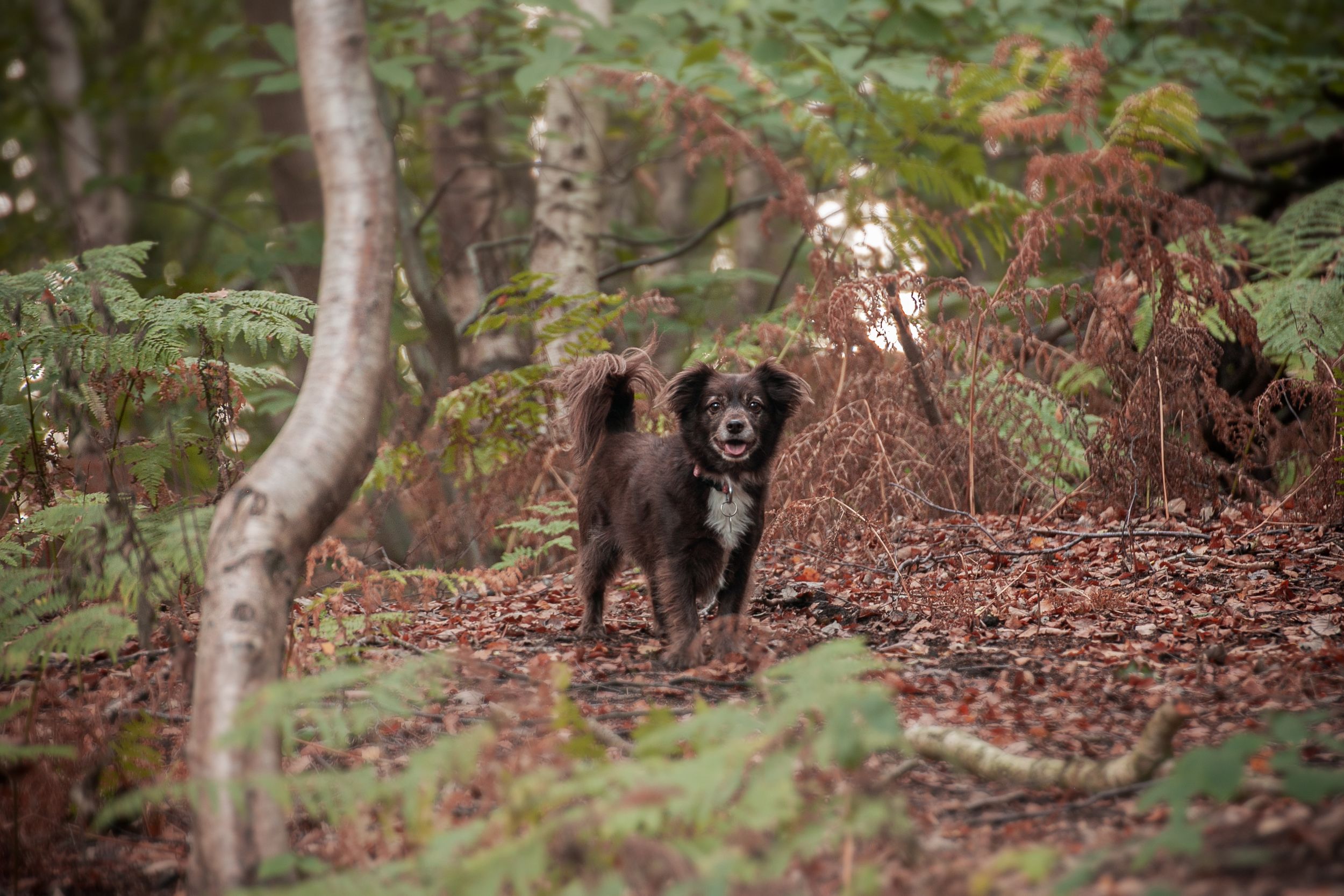Barnsley, dog photography, woodland, autumn