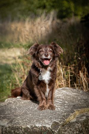 Barnsley, dog photography, woodland, autumn