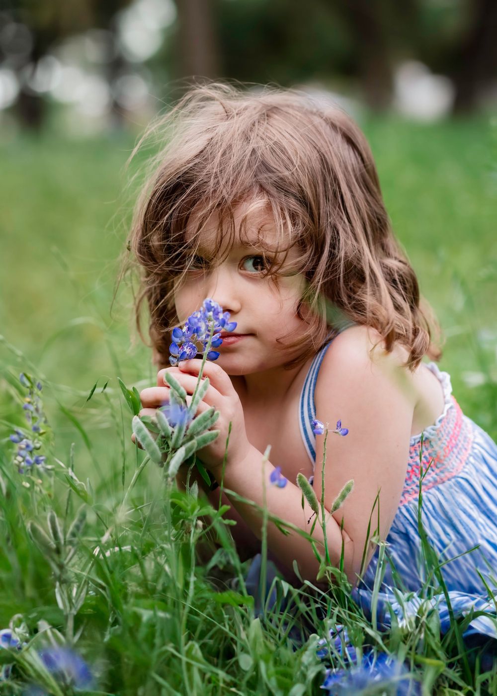 A young child in a floral dress smells delicate blue wildflowers while laying in a grassy meadow on a summer day. Bluebonnet Mini Session